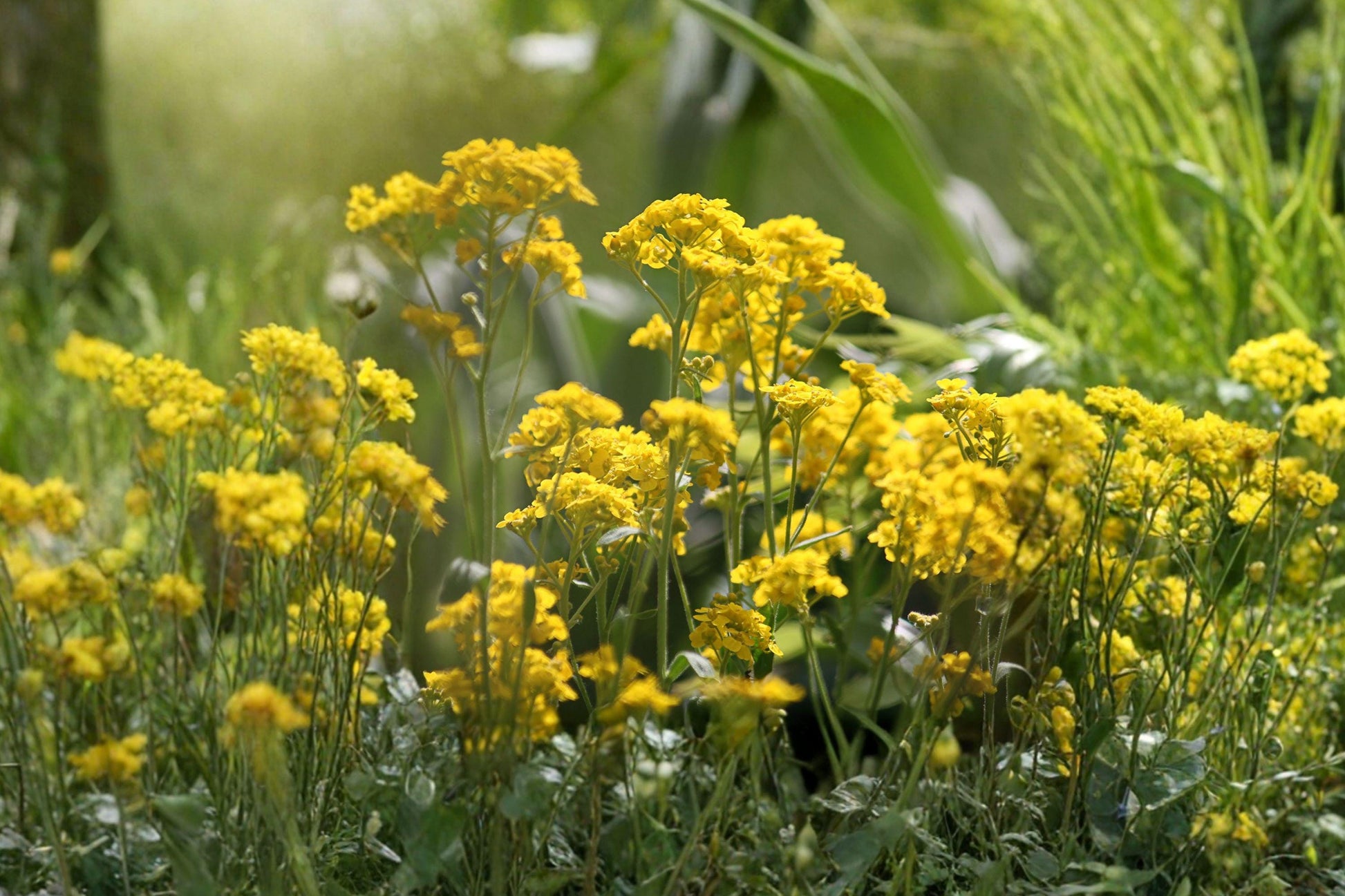 Basket of Gold Seeds, Hardy Perennial, Alyssum saxatile, Goldentuft, Rock Garden Flower, Spring Bloom, Pollinator Friendly, Drought Tolerant