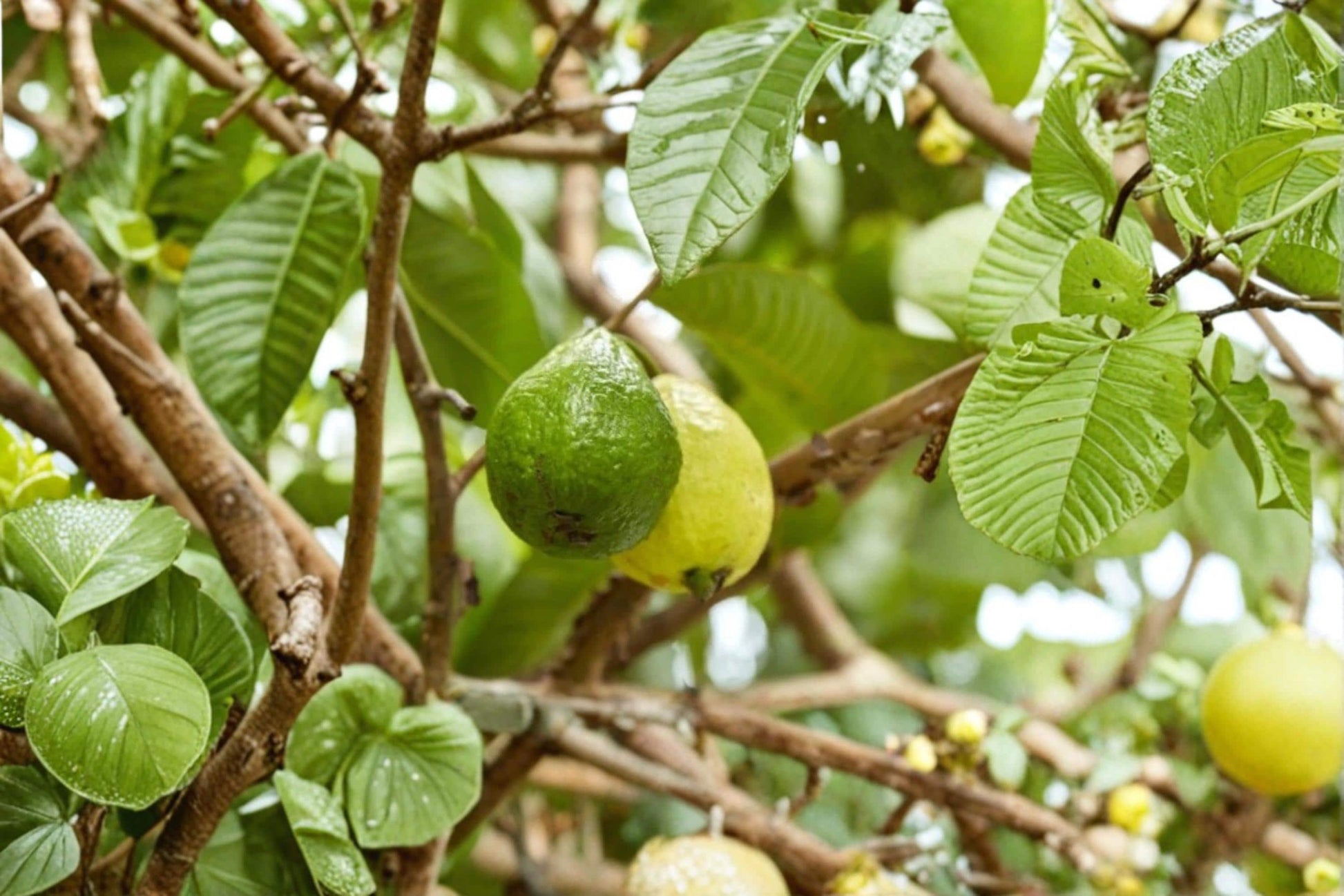 Arabian Guava Plant – 8-12 Inch Tropical Fruit Tree with White Flowers – Psidium guajava