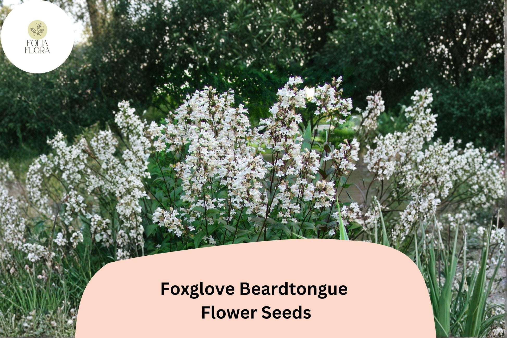 Foxglove Beardtongue Seeds – 100 Penstemon digitalis White Wildflower for Native Gardens & Pollinator Gardens