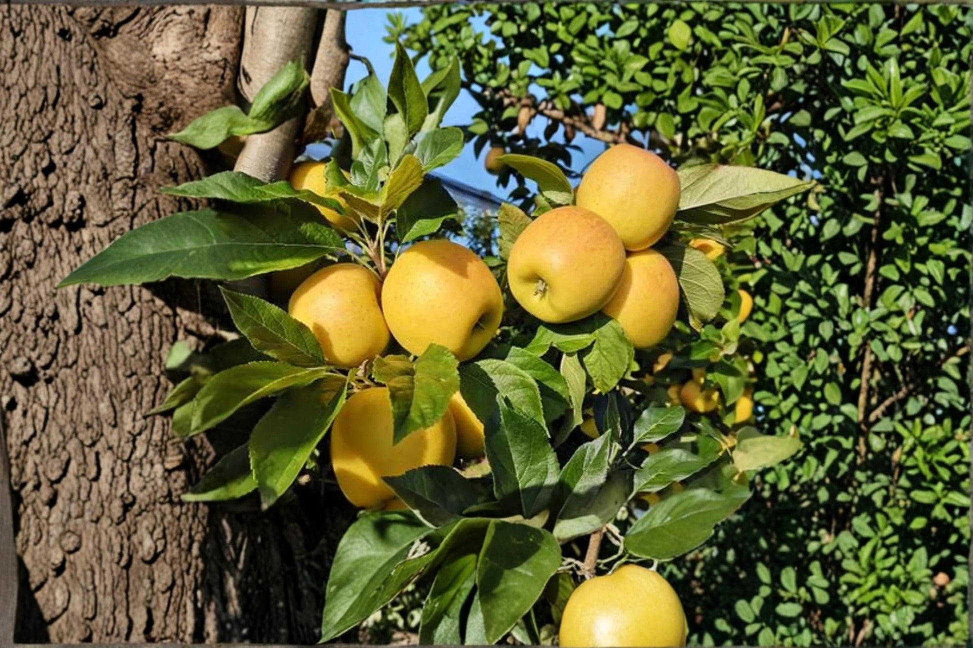 Opal Apple Tree Seeds – Malus domestica ‘Opal’ Fruit Tree for Orchard & Garden, Full Sun, Deciduous, Spring Blossoms