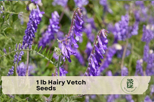 1 lb Hairy Vetch Seeds - Cover Crop, Pasture Mix, Vicia villosa, Purple Flower, Annual Legume, Vining Cover Crop