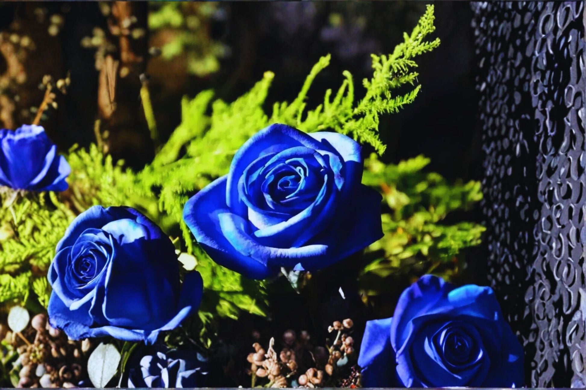 Midnight Blue Rose Cuttings – Unrooted 6-8" Rosa ‘Midnight Blue’ Deep Purple Fragrant Flowering Shrub