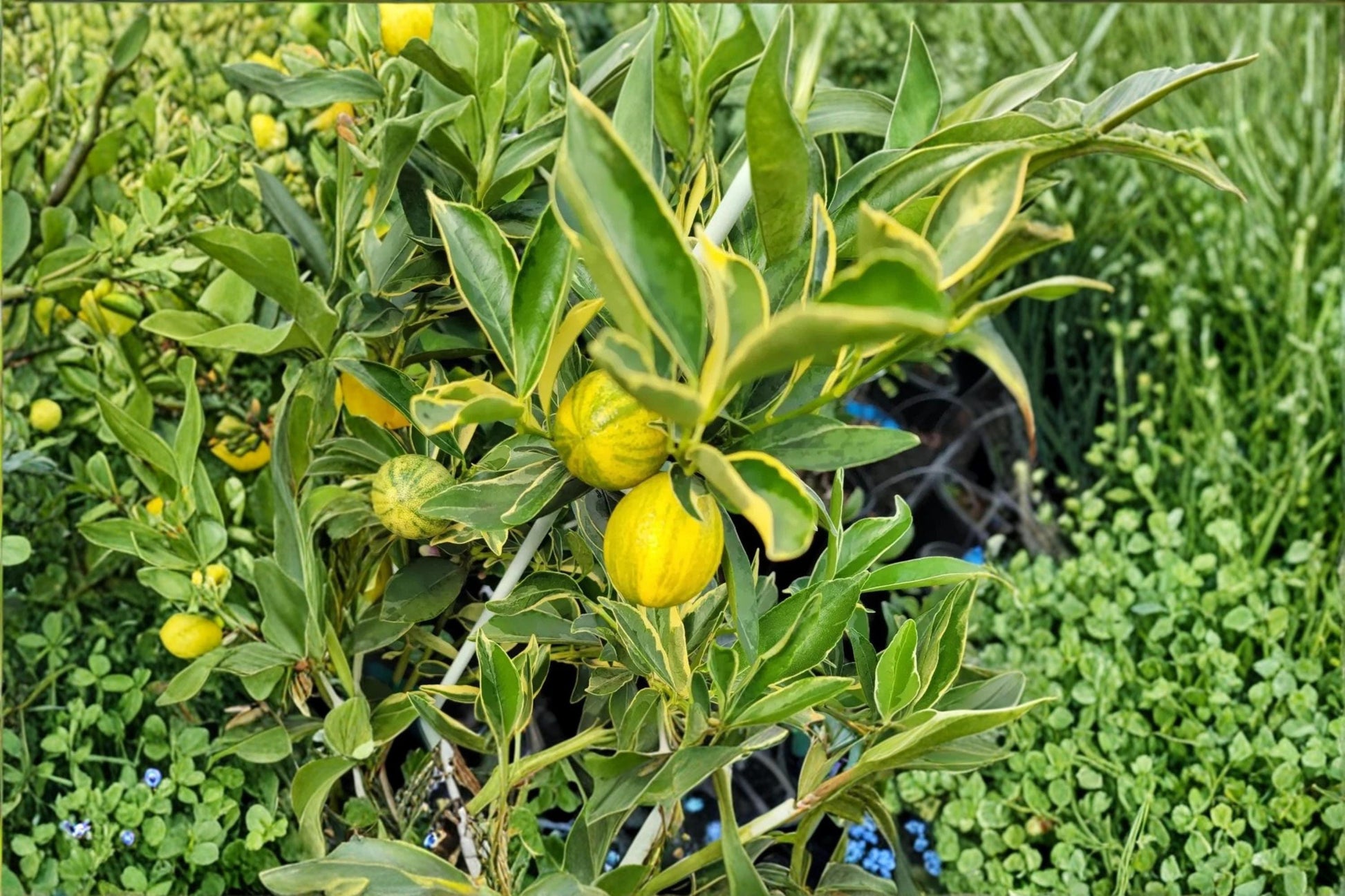 Centennial Variegated Kumquat Plant | Live Citrus Tree | Variegated Foliage | Citrus japonica ‘Centennial’