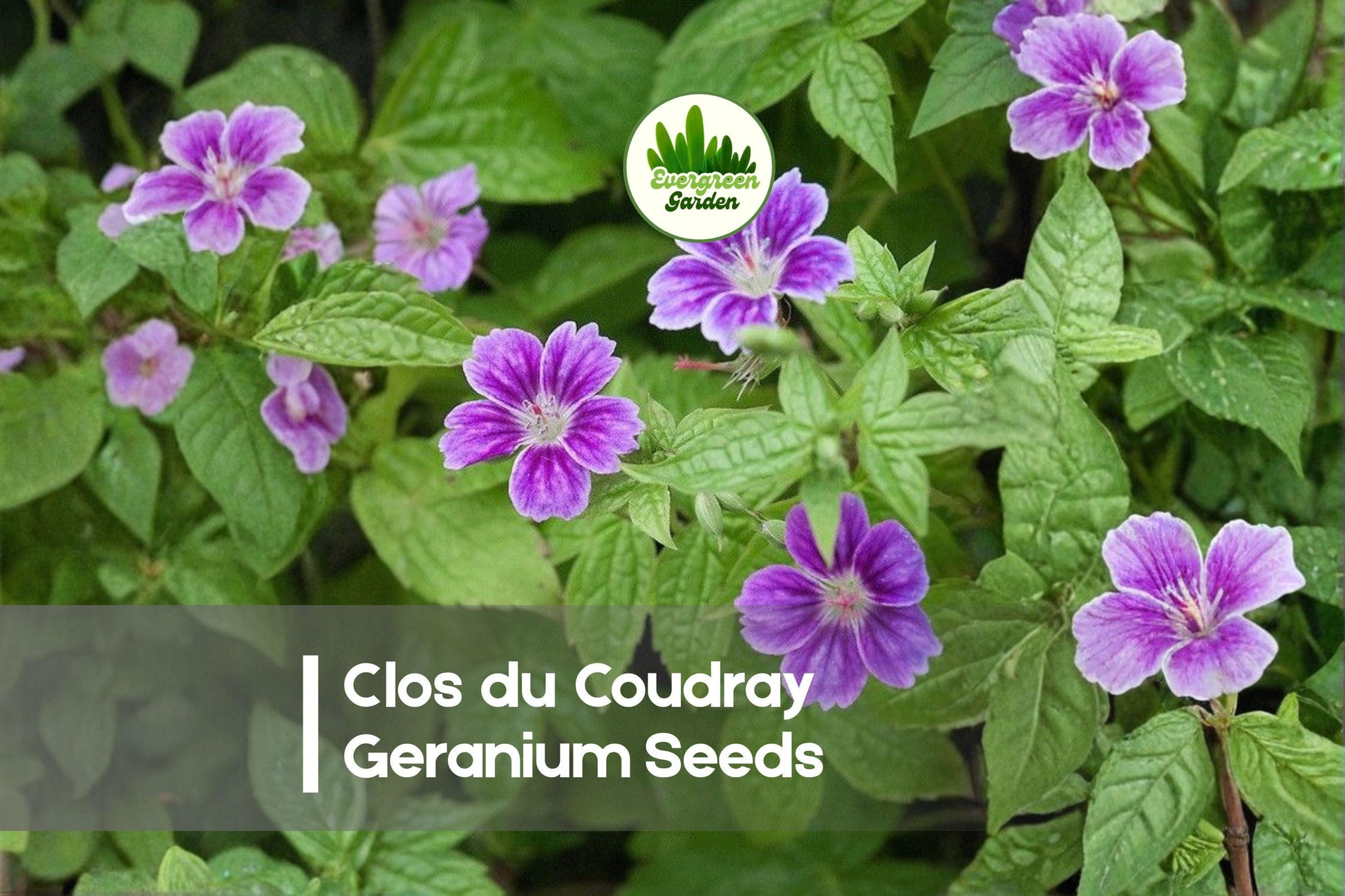 Geranium Seeds, Clos du Coudray Pink Hardy Perennial, Cottage & Border Garden, Geranium spp.