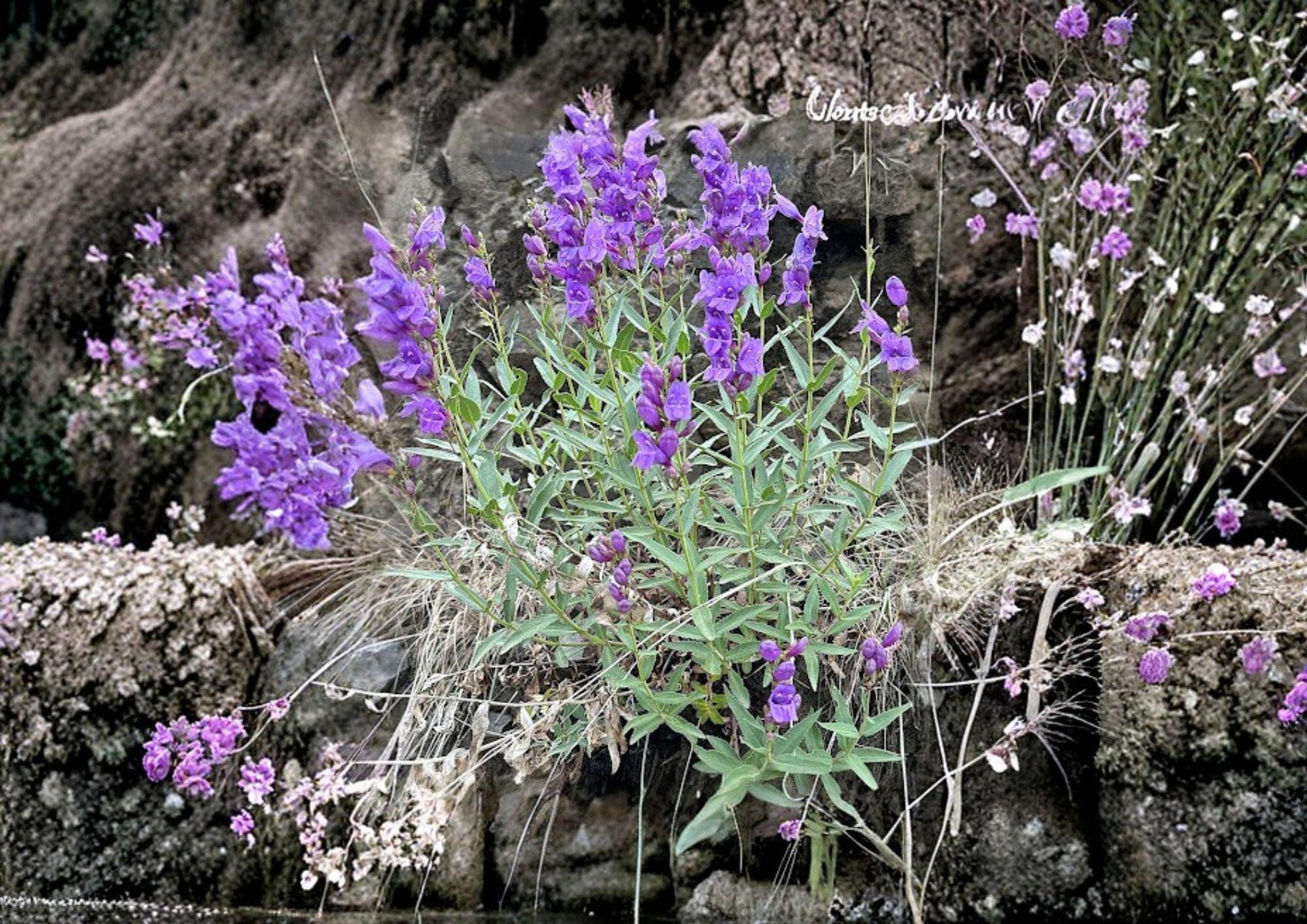 Penstemon Venustus Seeds – 50 Native Wildflower Seeds for Showy Blue Purple Beardtongue Garden, Perennial, Pollinator Friendly