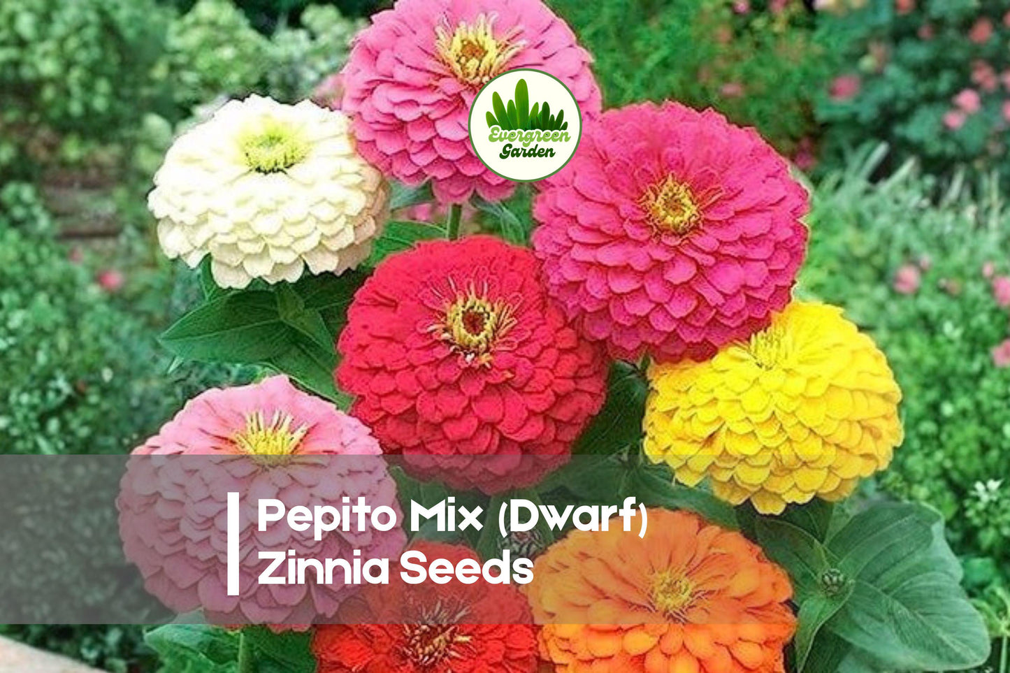Pepito Mix Dwarf Zinnia Seeds, Zinnia elegans, Bright Colorful Blooms, Compact Annual for Borders & Containers