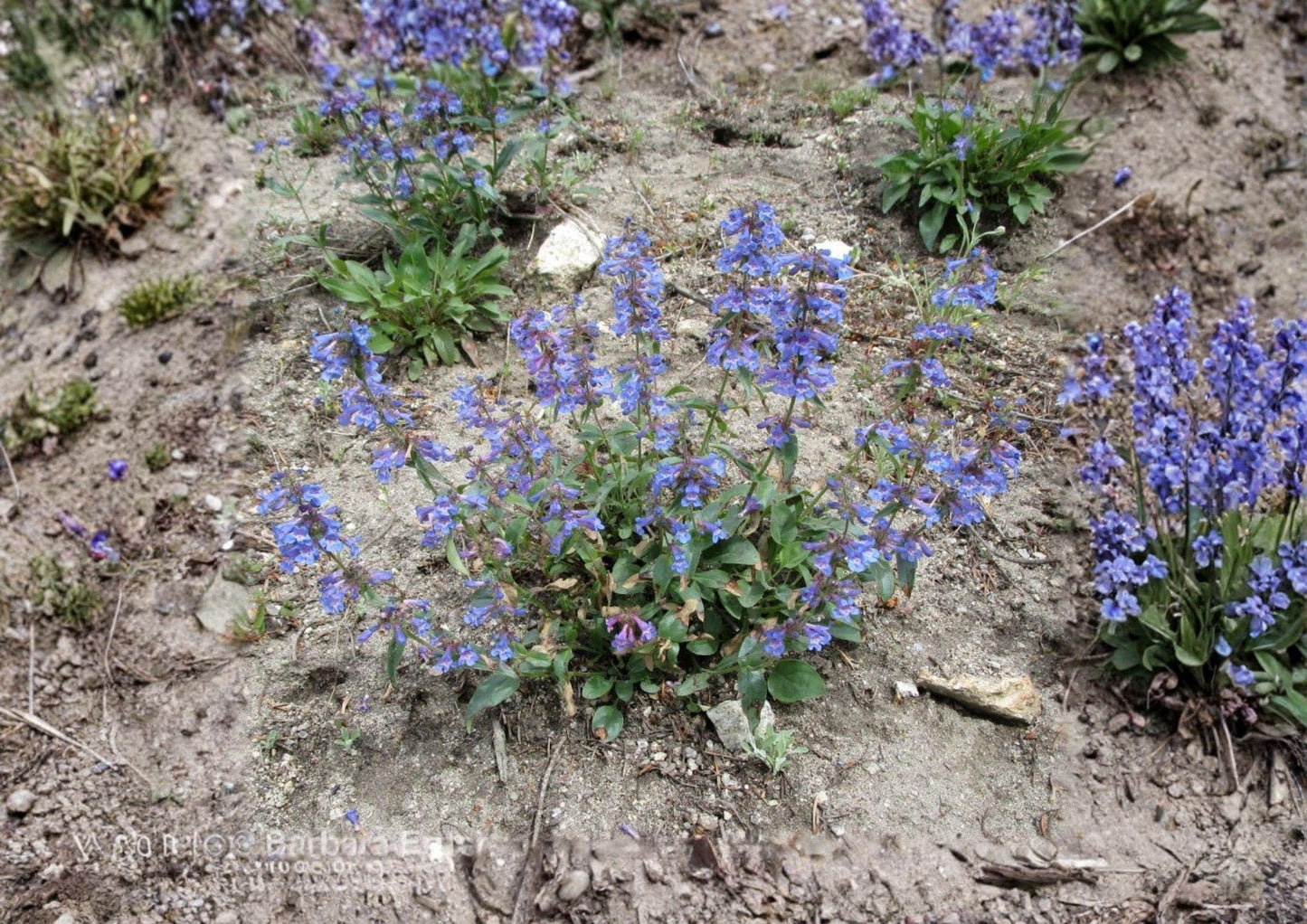 Penstemon Wilcoxii Seeds – 50 Native Wildflower Seeds for Pink Purple Beardtongue Garden, Perennial, Pollinator-Friendly, Drought Tolerant