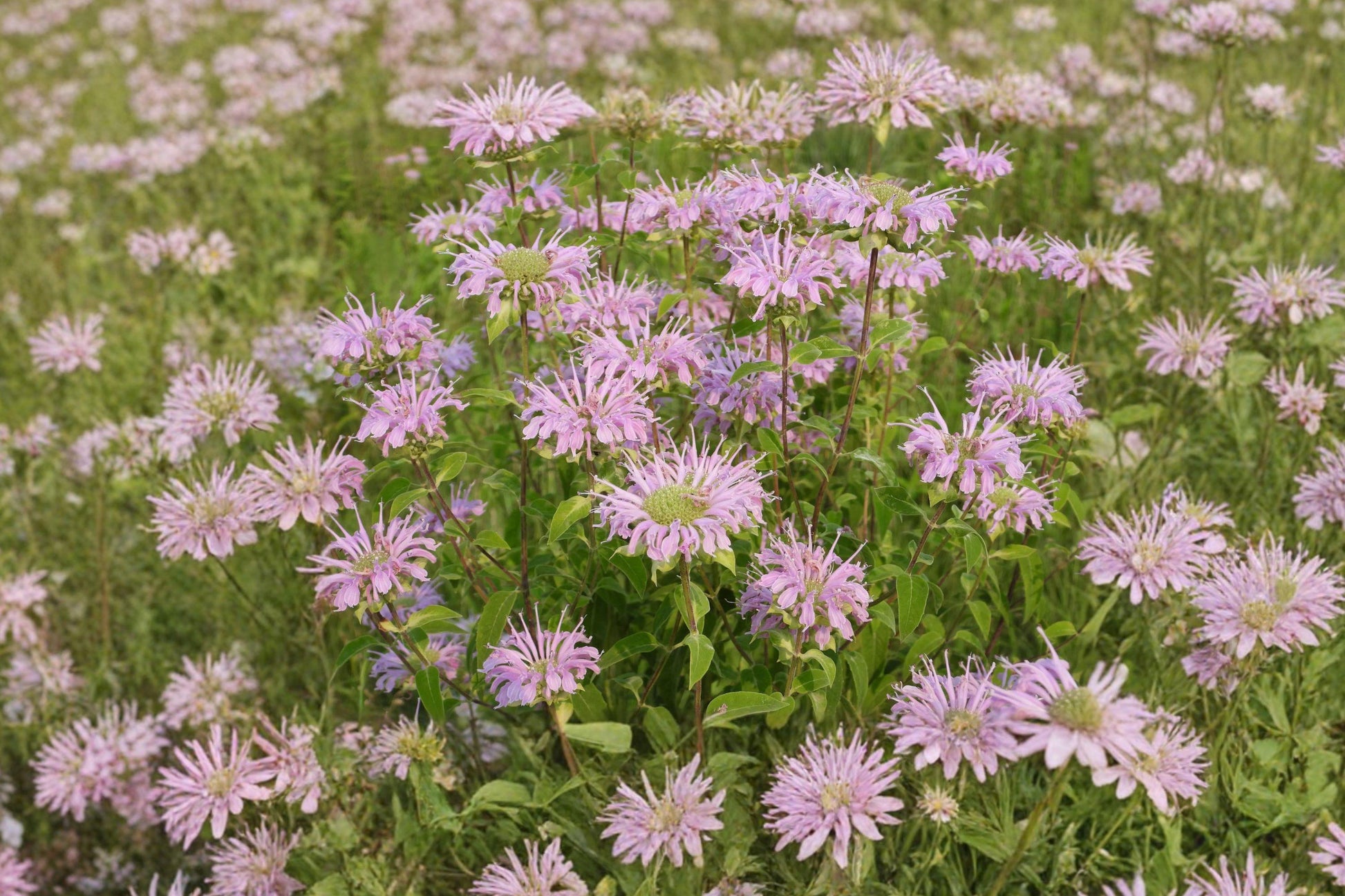 Bee Balm Wild Bergamot Seeds, Perennial Pollinator Flower, Lavender Pink Blooms, Monarda fistulosa, Attracts Bees, Butterflies, Hummingbirds