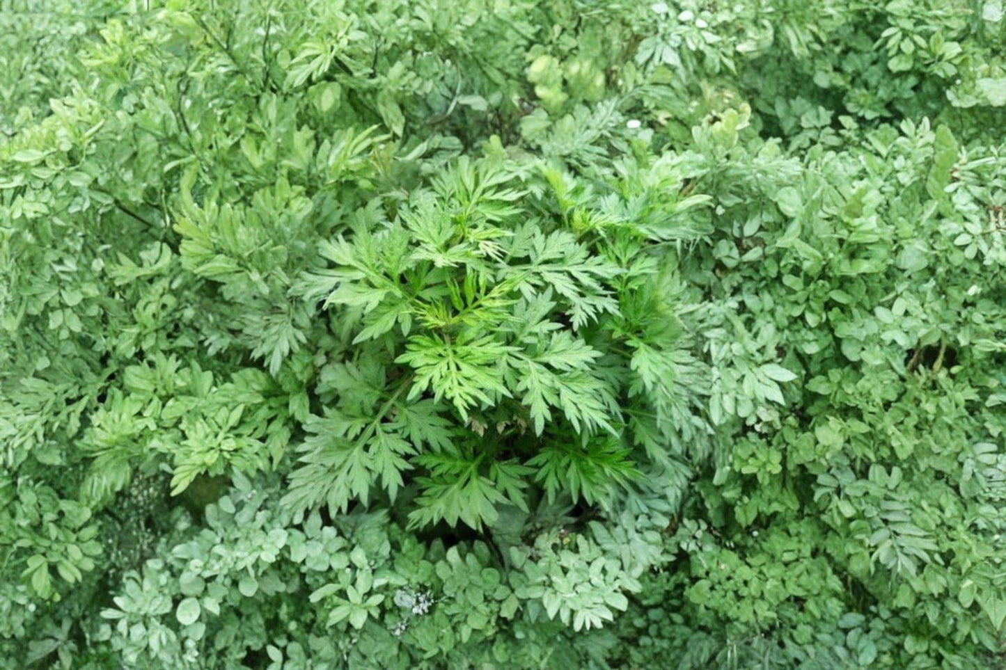Mugwort Seeds, Artemisia vulgaris, Non-GMO, Perennial Medicinal & Culinary Herb, Aromatic Garden Plant