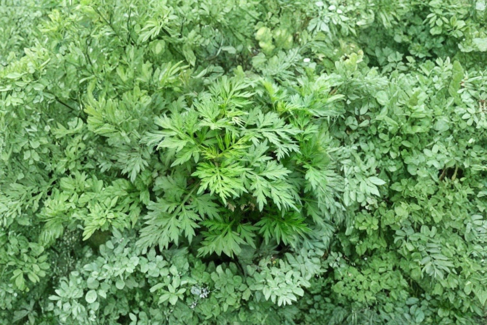 Mugwort Seeds, Artemisia vulgaris, Non-GMO, Perennial Medicinal & Culinary Herb, Aromatic Garden Plant