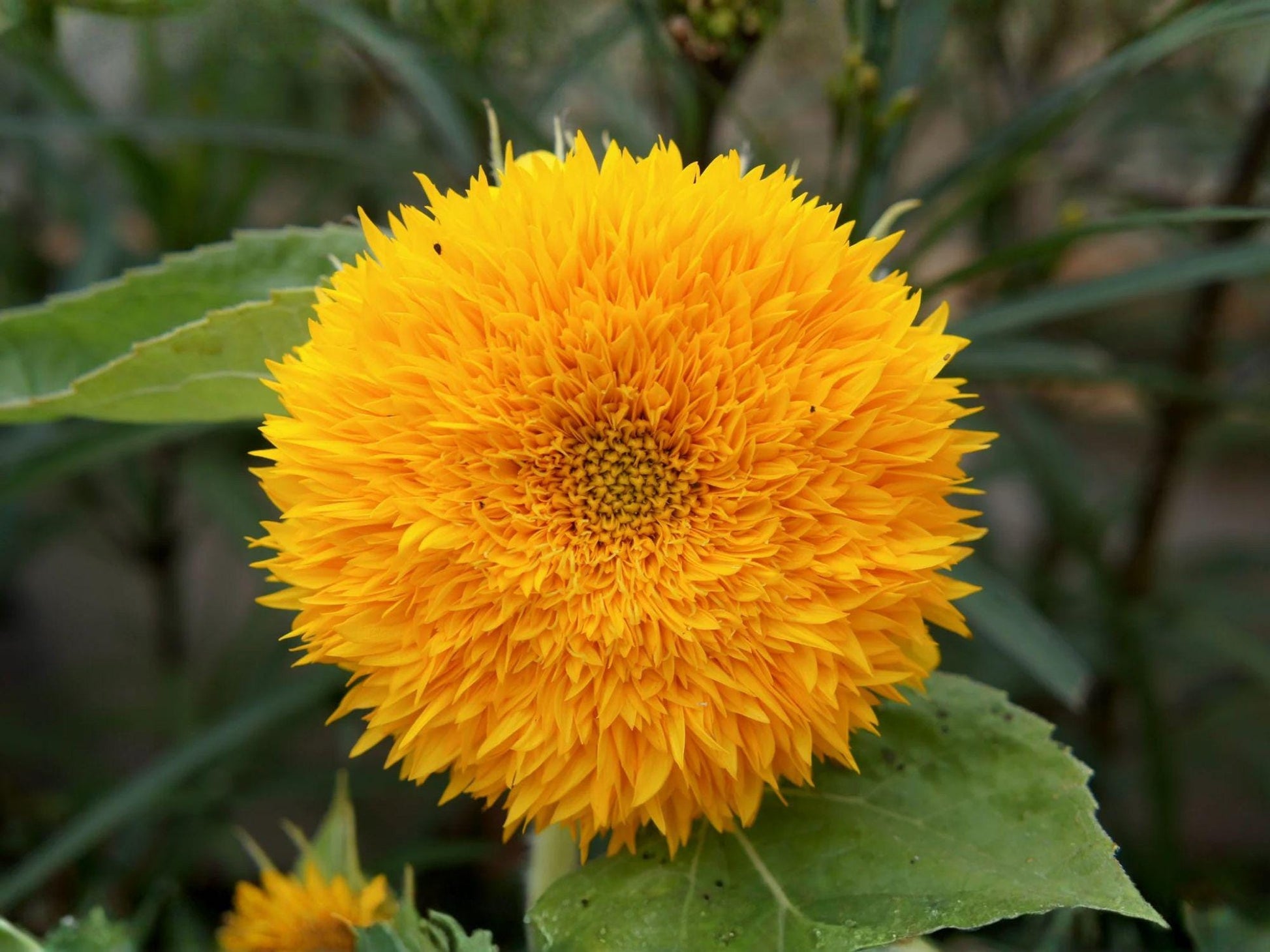 Teddy Bear Sunflower Seeds – Dwarf Sungold Double Bloom, Golden Yellow, 15 Seeds, Compact Annual for Containers & Borders