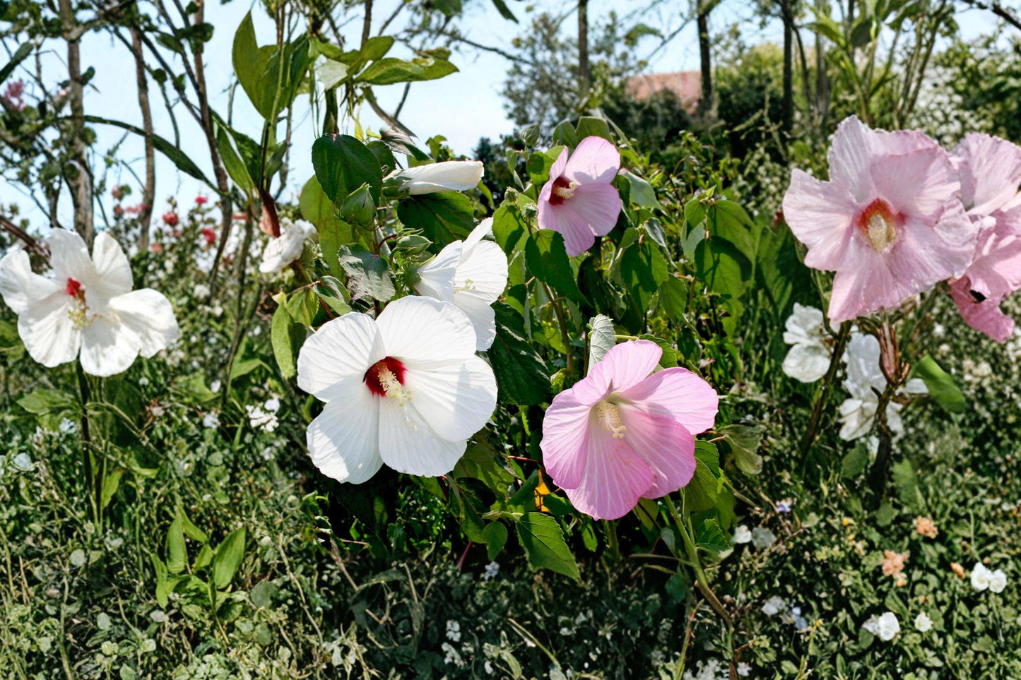 Swamp Rose Mallow Seeds – Hardy Perennial Hibiscus moscheutos with Pink & White Blooms, Wetland Garden Plant, 30 Seeds