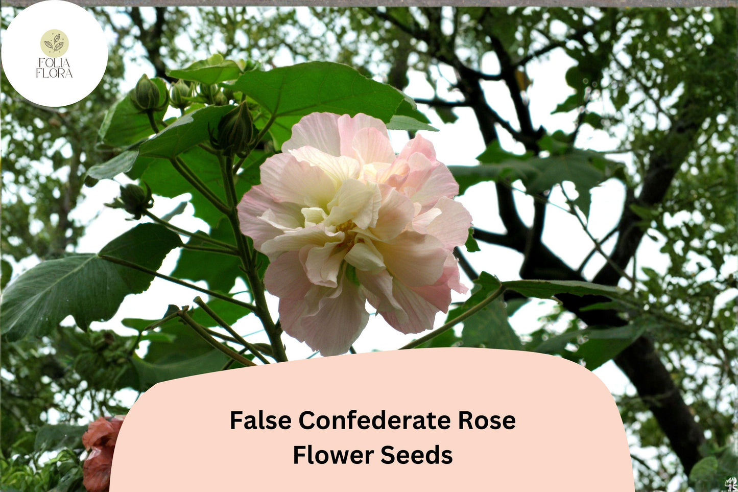 False Confederate Rose Seeds – 10 Hibiscus paramutabilis, Hardy Hibiscus with White to Pink Flowers, Ornamental Shrub for Garden Beds