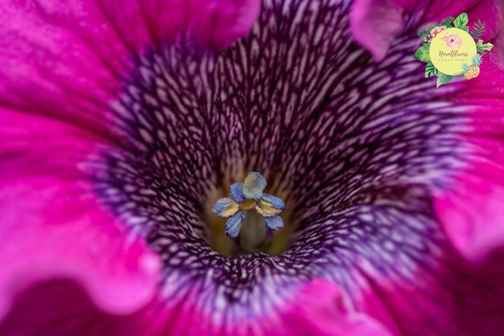 Petunia Seeds 175 Count – Annual Flower Garden Seeds for Bright Color – Petunia × hybrida