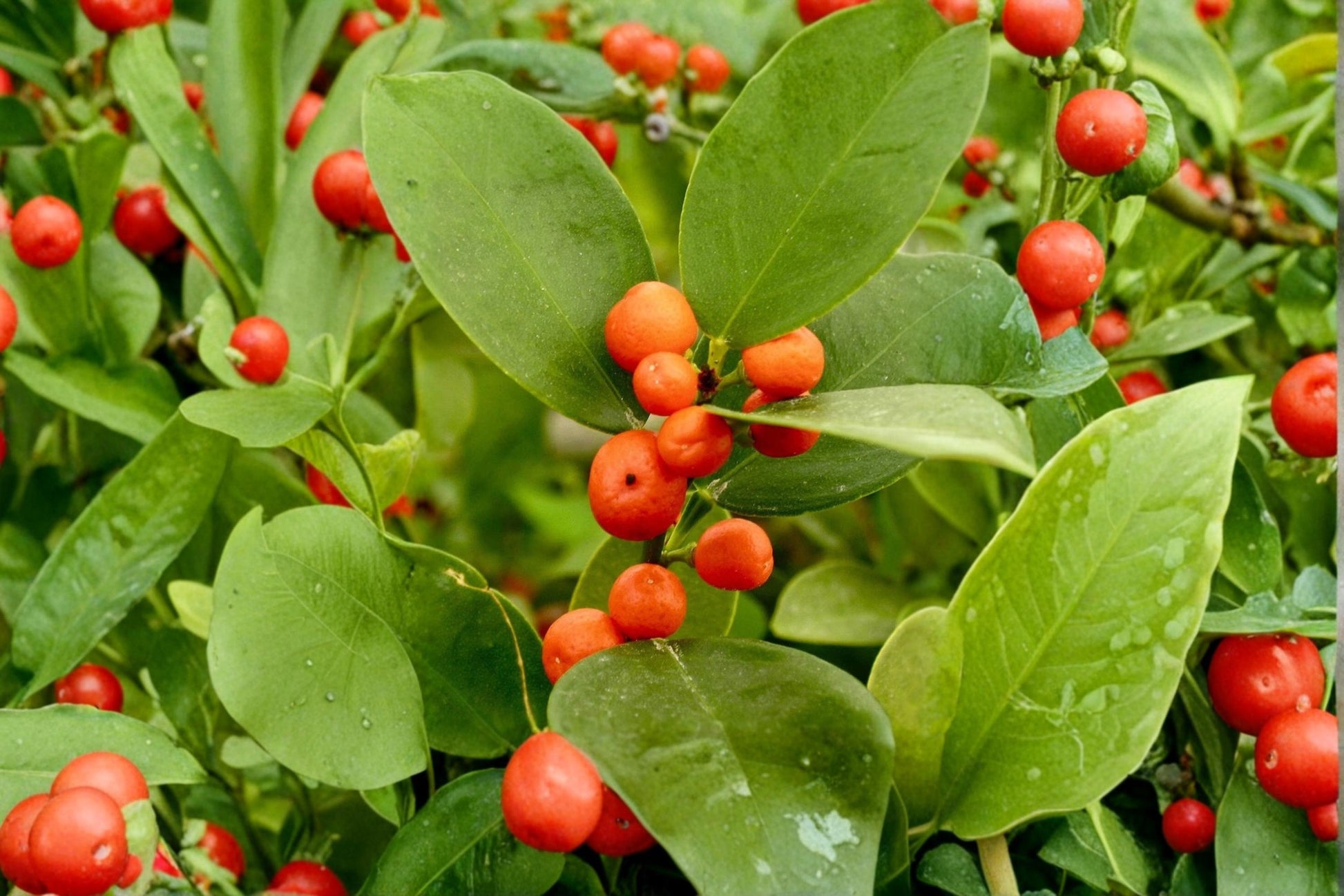 Hong Kong Kumquat Seeds (Fortunella hindsii) – Small Evergreen Citrus Plant for Container Gardens