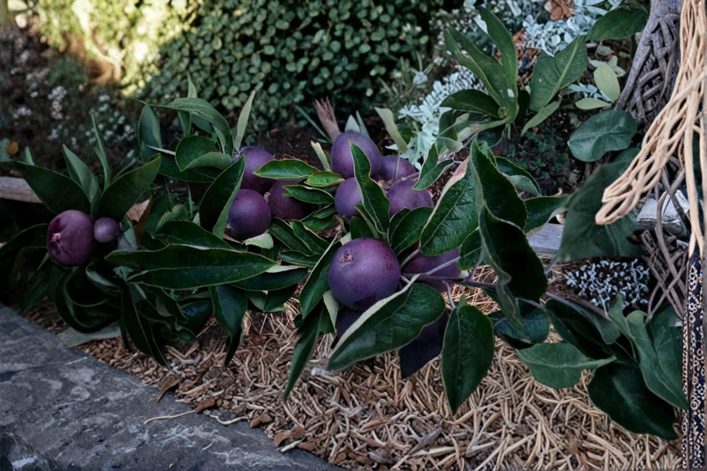 Black Diamond Apple Tree Cutting – Unrooted Malus domestica Fruit Tree for Grafting, Full Sun, Well-Draining Soil