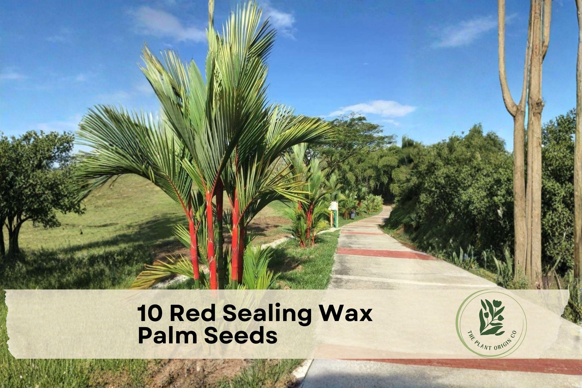 Red Sealing Wax Palm Seeds Cyrtostachys renda, Lipstick Palm, Tropical Ornamental Plant, Indoor & Garden Growth
