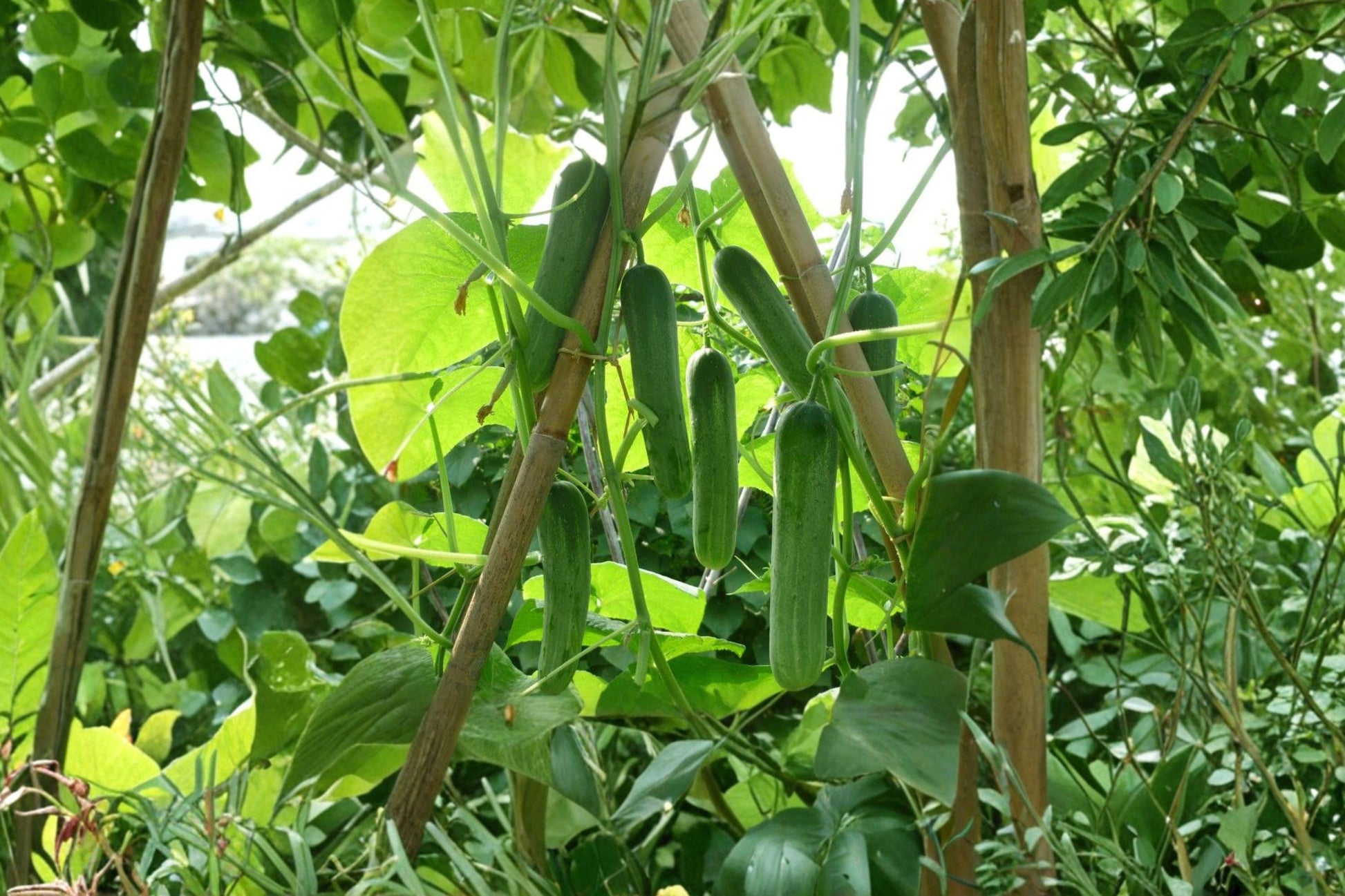 Heirloom Marketer Cucumber Seeds for Slicing & Pickling, Non-GMO Vegetable Garden Plant, Vigorous, Dark Green Cucumbers