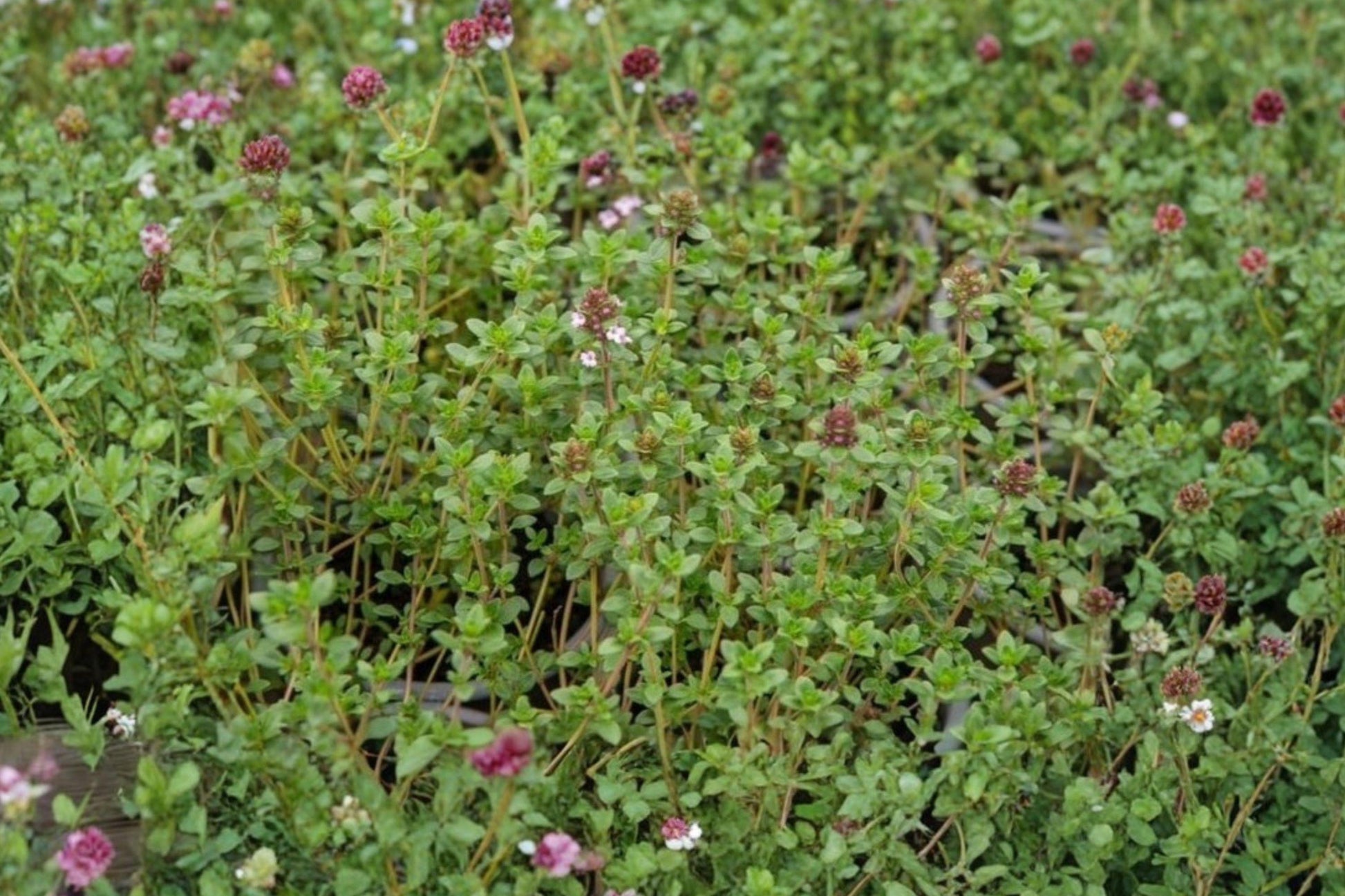 Heirloom Thyme Seeds, Culinary Herb, Aromatic Thymus vulgaris, Non-GMO, Herb Garden, Kitchen Garden, Container Plant, Perennial