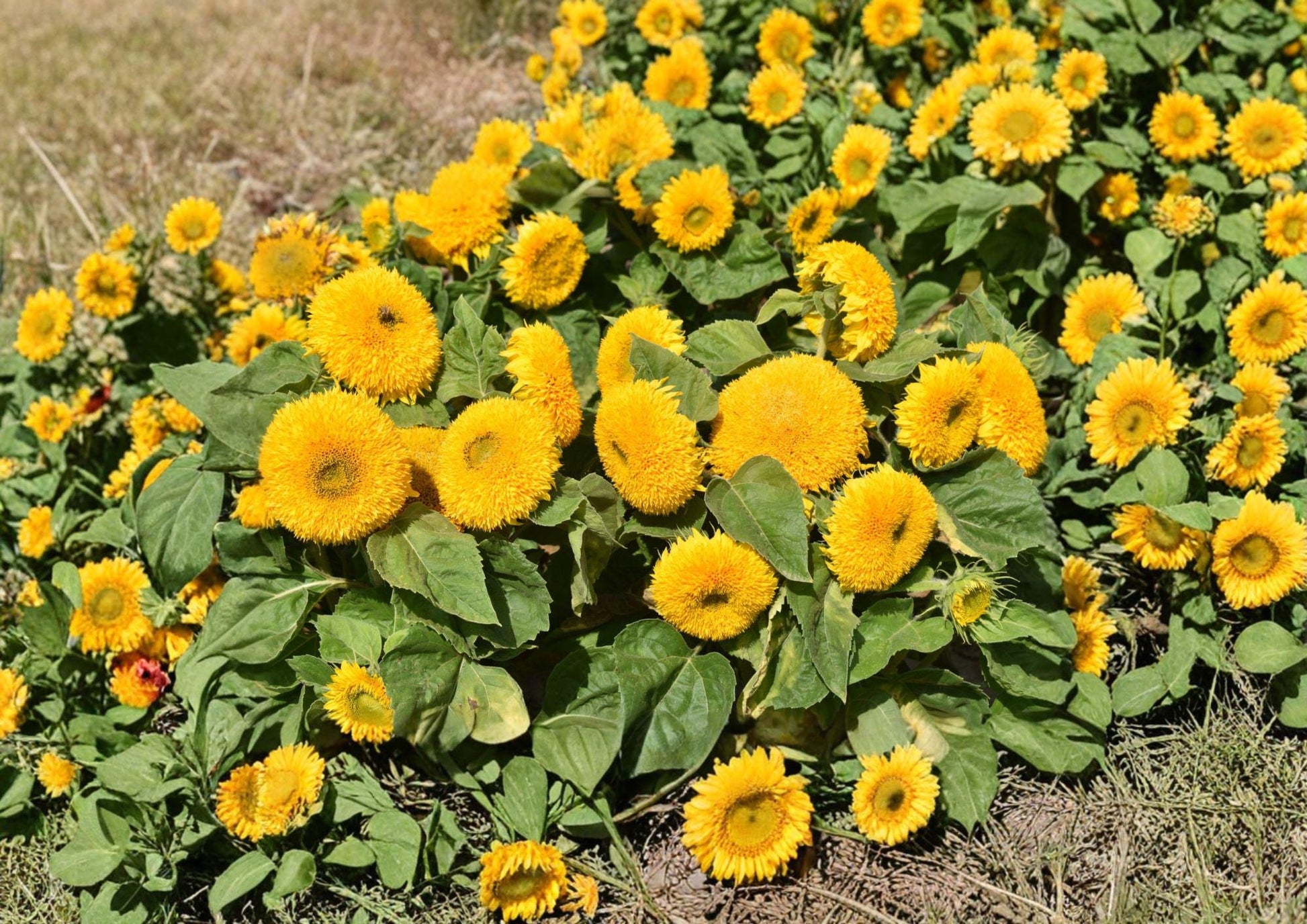 Sunflower Teddy Bear Dwarf Seeds – Double Golden Bloom Compact Annual Flowers for Gardens & Containers