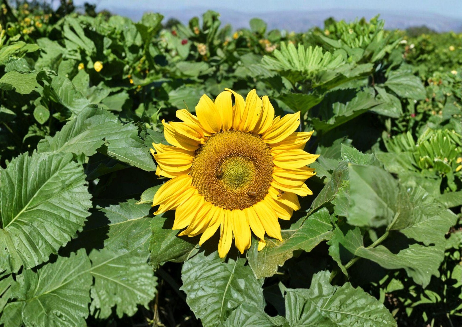 Dwarf Sunflower Seeds – Sunspot Variety, 50 Premium Bright Golden Blooms, Compact Annual, Helianthus annuus