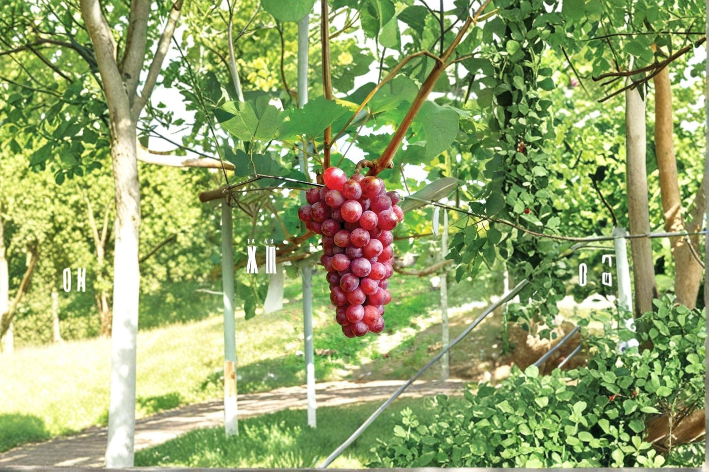 Hongju Grape Vine 1-2 ft | Vitis vinifera ‘Hongju’ | Live Fruit Climber for Garden & Vineyard