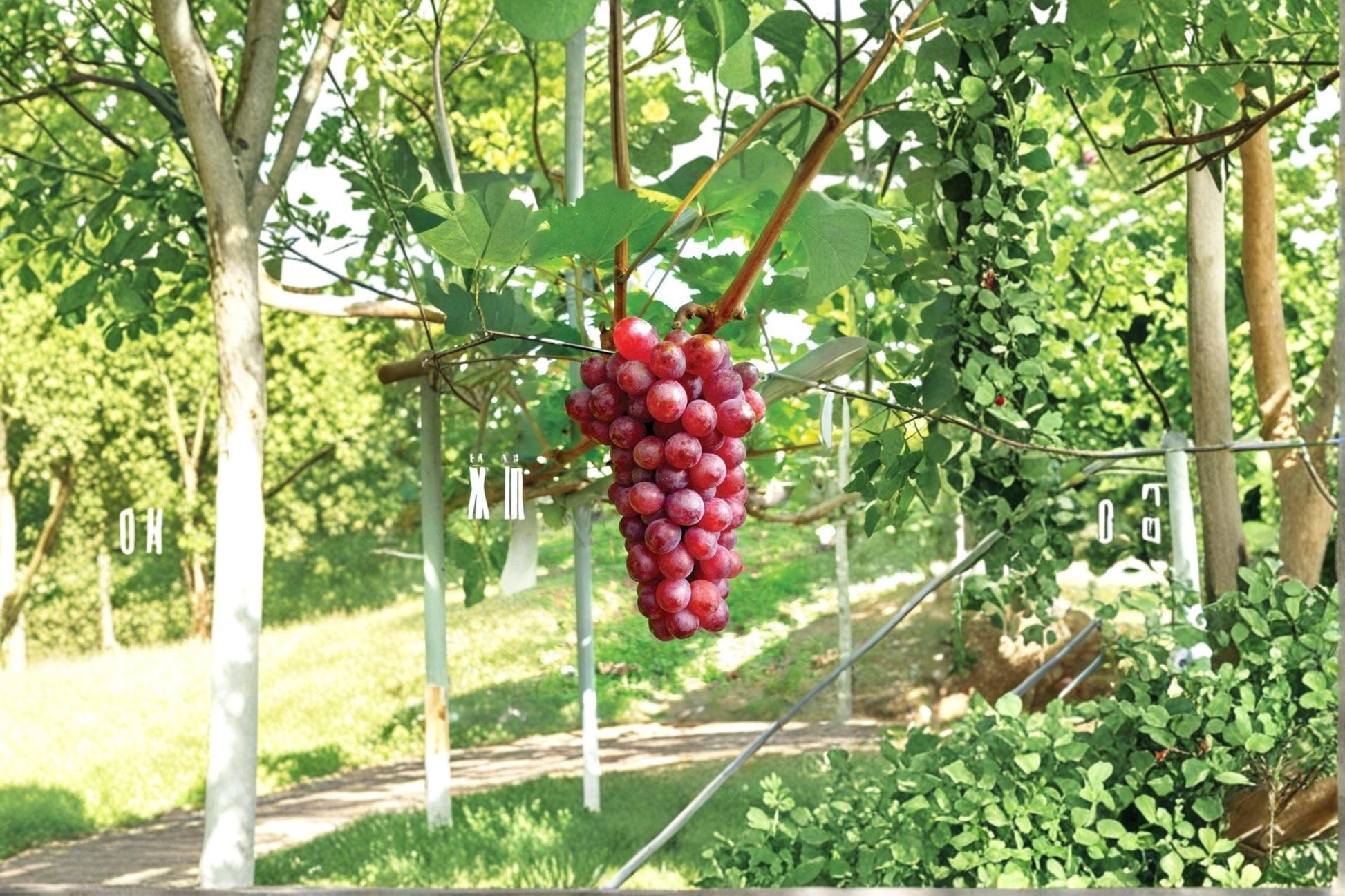 Hongju Grape Vine 1-2 ft | Vitis vinifera ‘Hongju’ | Live Fruit Climber for Garden & Vineyard