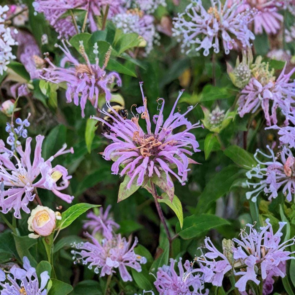 Wild Bergamot Seeds 100 Pack | Native Bee Balm Perennial Flower | Monarda fistulosa for Pollinator Gardens