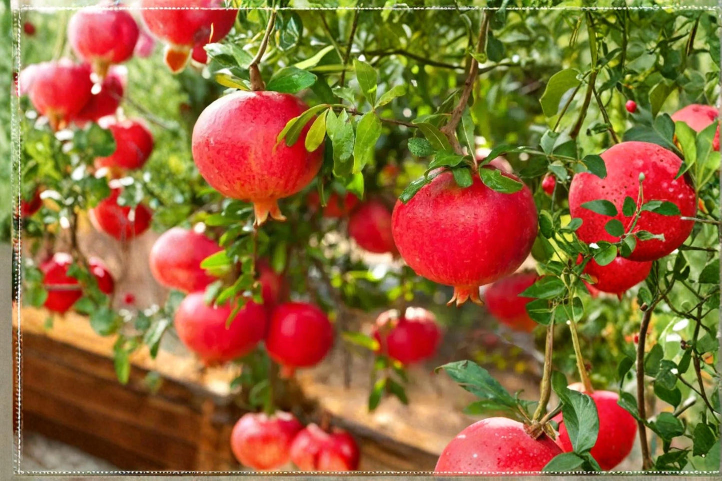 Unrooted Eversweet Pomegranate Cuttings – Punica granatum ‘Eversweet’ Fruit Tree, Ornamental Flowers, Full Sun
