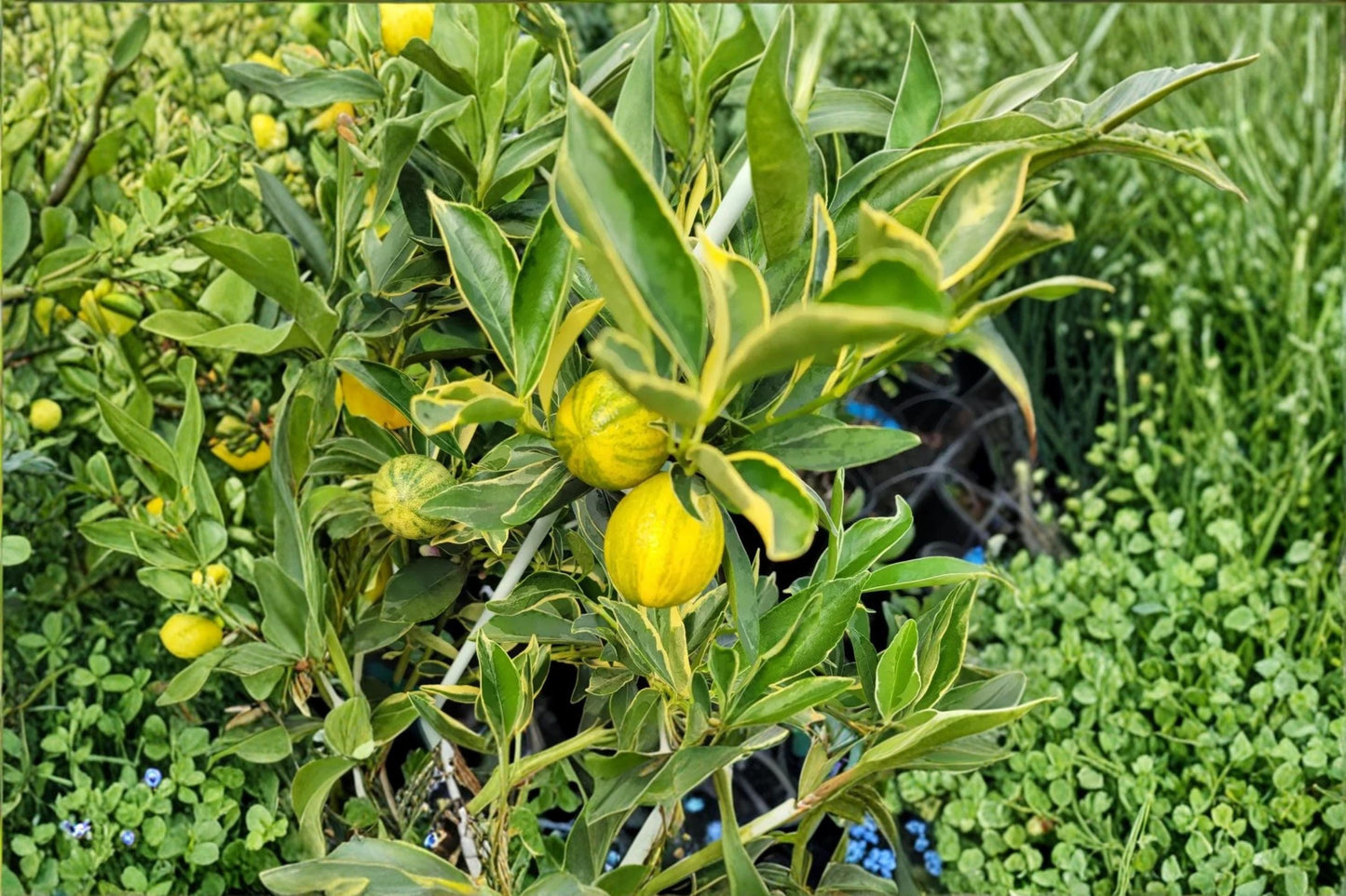 Hong Kong Kumquat Seeds - Centennial Variegated Citrus japonica ‘Centennial’ - Ornamental Evergreen Citrus Plant