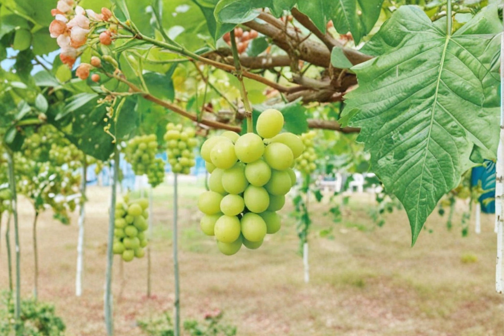 Live Shine Muscat Grape Vine – Vitis vinifera ‘Shine Muscat’ Fruit Plant, Climbing Vine for Garden or Container