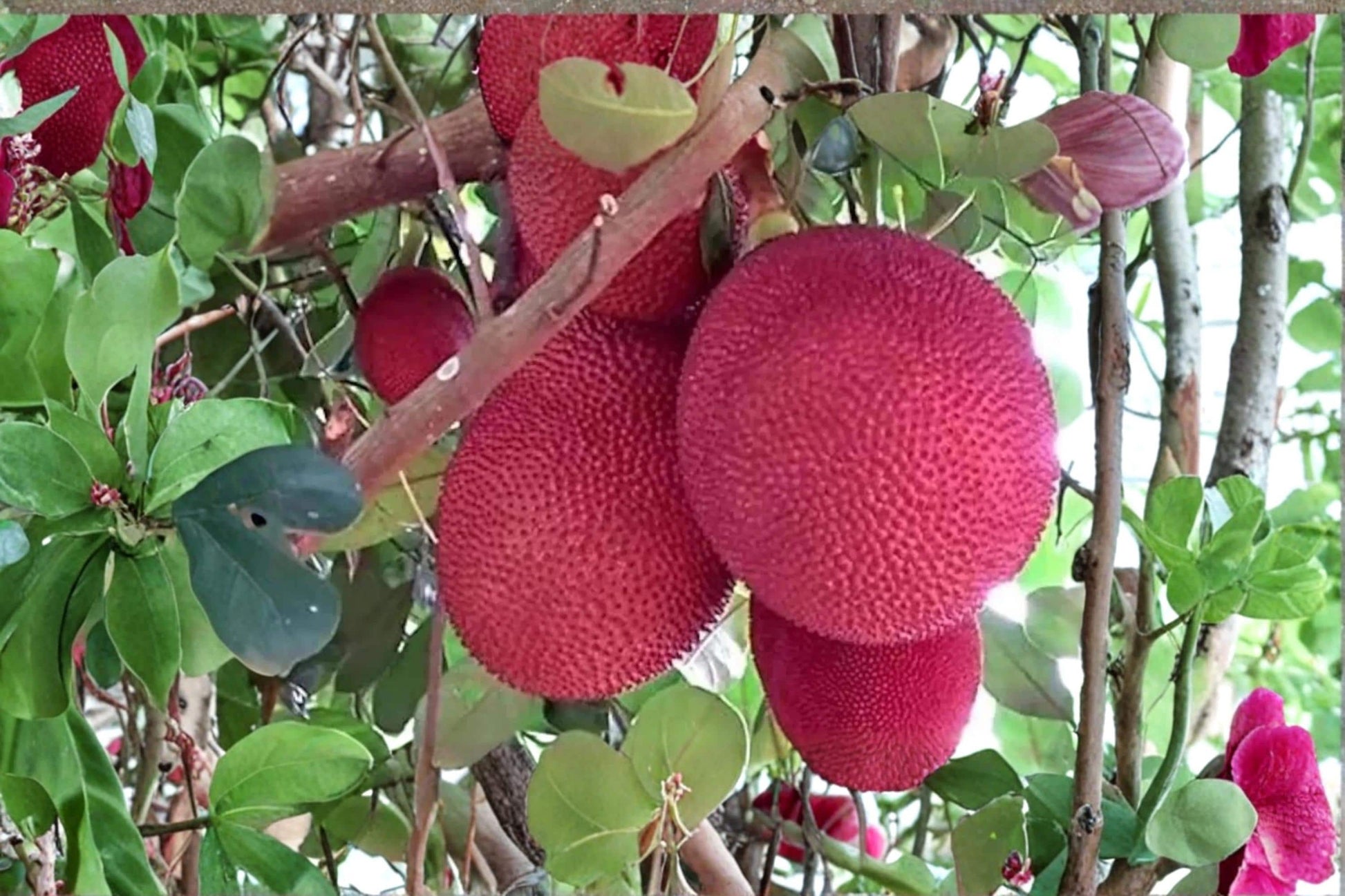 Malaysia Red Jackfruit Seeds - Artocarpus heterophyllus Tropical Fruit Tree for Garden Cultivation