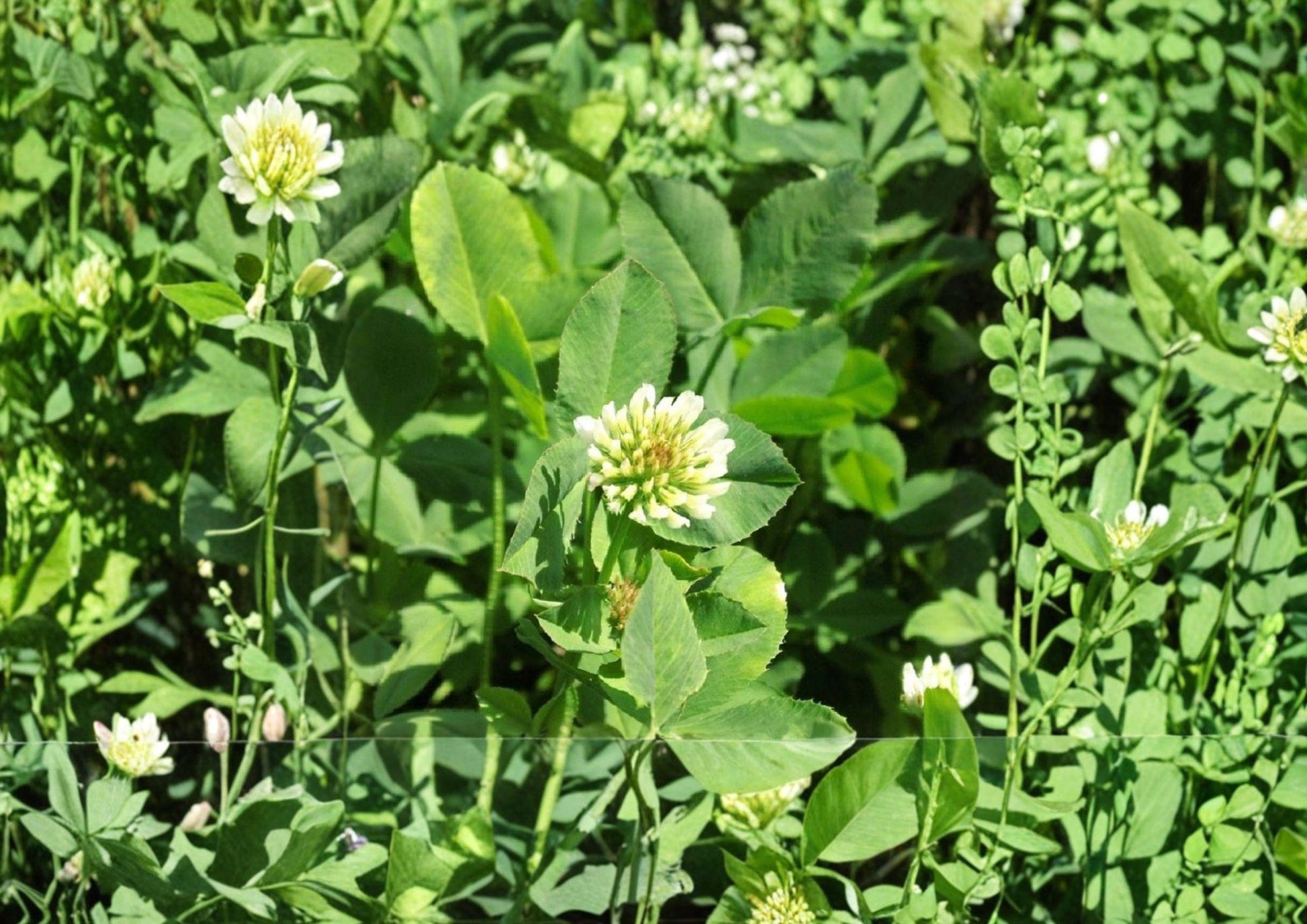 Berseem Clover Seeds – Egyptian Nitrogen Fixing Cover Crop, Trifolium alexandrinum, 100 Seeds