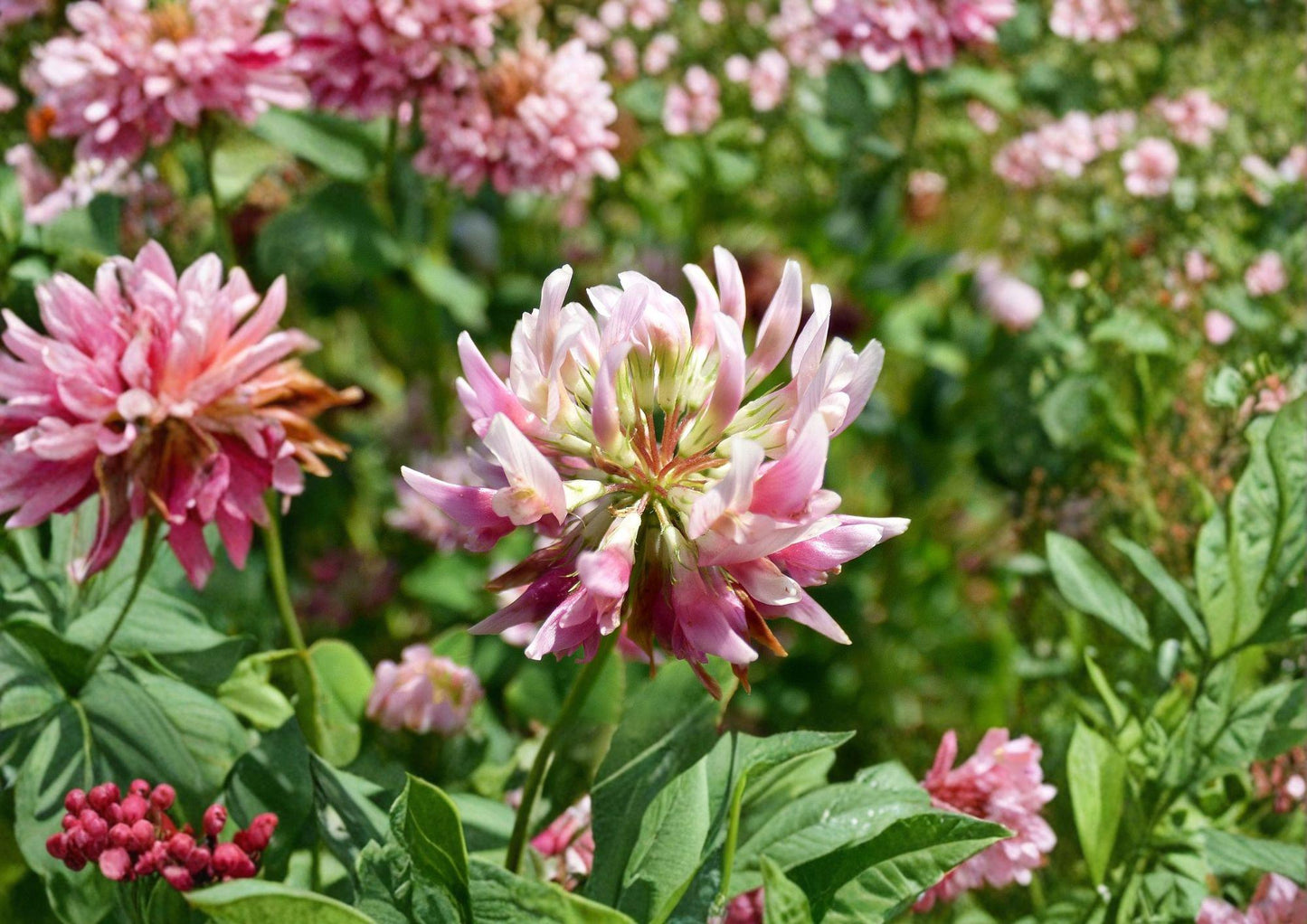 Alsike Clover Seeds – Pink & White Nitrogen Fixing Cover Crop, Trifolium hybridum, 100 Seeds for Meadow, Pasture & Pollinator Gardens