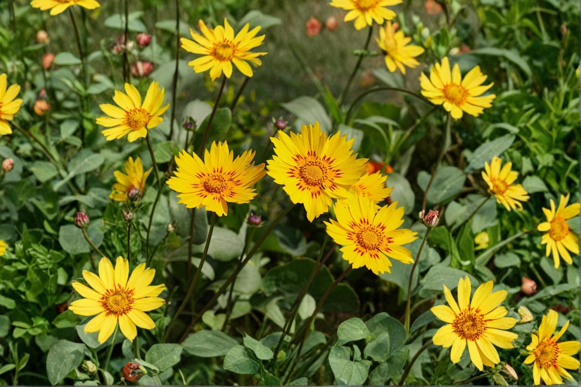 Picta Tickseed Seeds, Coreopsis Nuecensis, Wildflower, Pollinator-Friendly, Non-GMO, Garden Flower, Bee & Butterfly Attractant