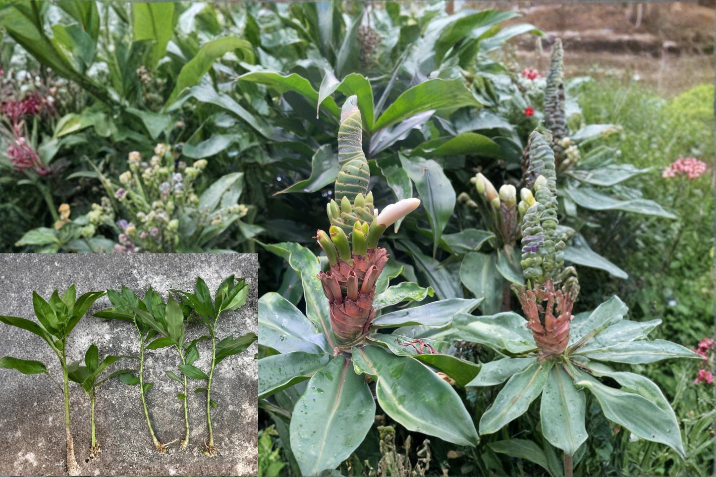 Yellow Spiral Ginger Cuttings - Rooted Dimerocostus strobilaceus Tropical Perennial Plant