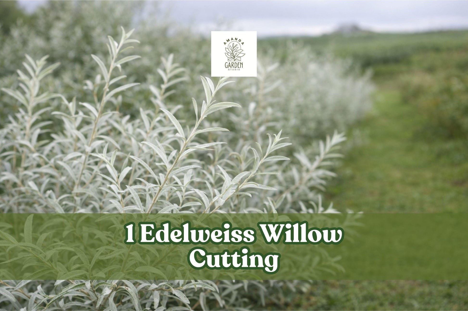Edelweiss Willow Cutting, Variegated Salix Plant for Hedges and Landscape, Deciduous Shrub, Bare Root