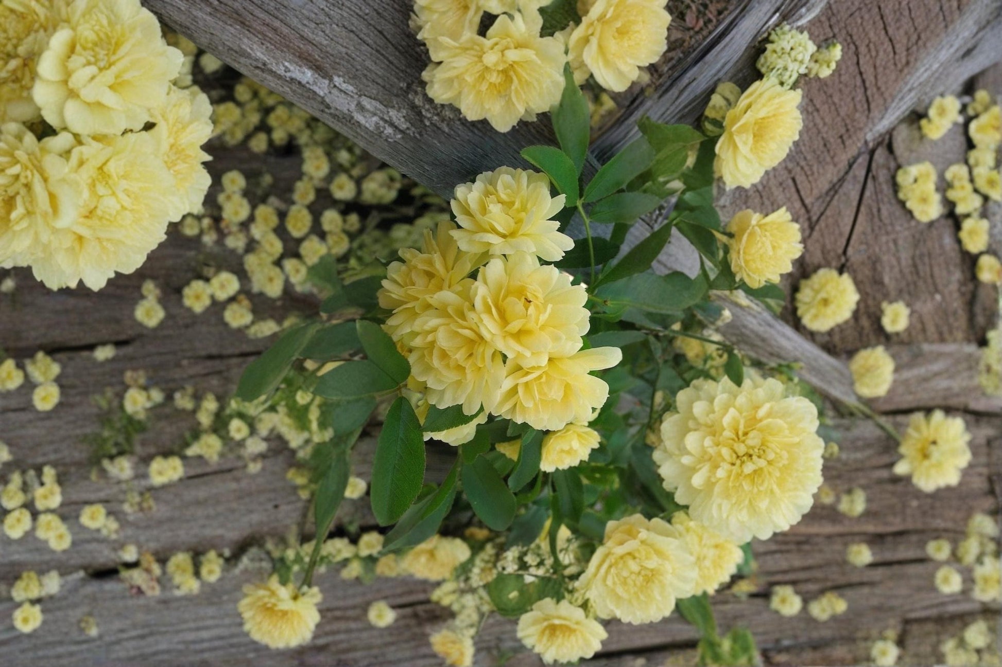 Yellow Lady Banks Climbing Rose Cuttings – Rosa banksiae lutea, Full Sun, Thornless, Spring Blooms, Garden Trellis, Fence Coverage