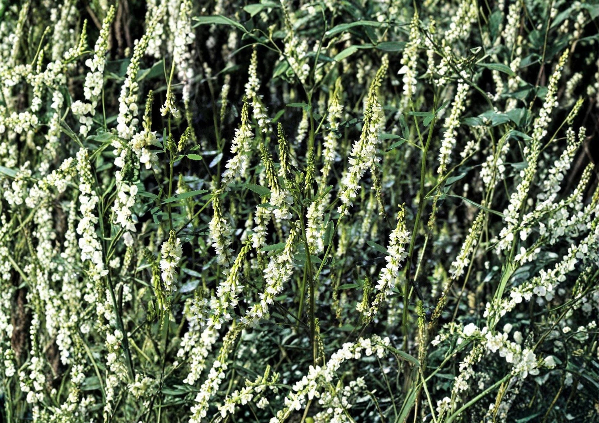 White Sweet Clover Seeds – Fragrant Cover Crop for Meadows and Gardens (Melilotus alba)