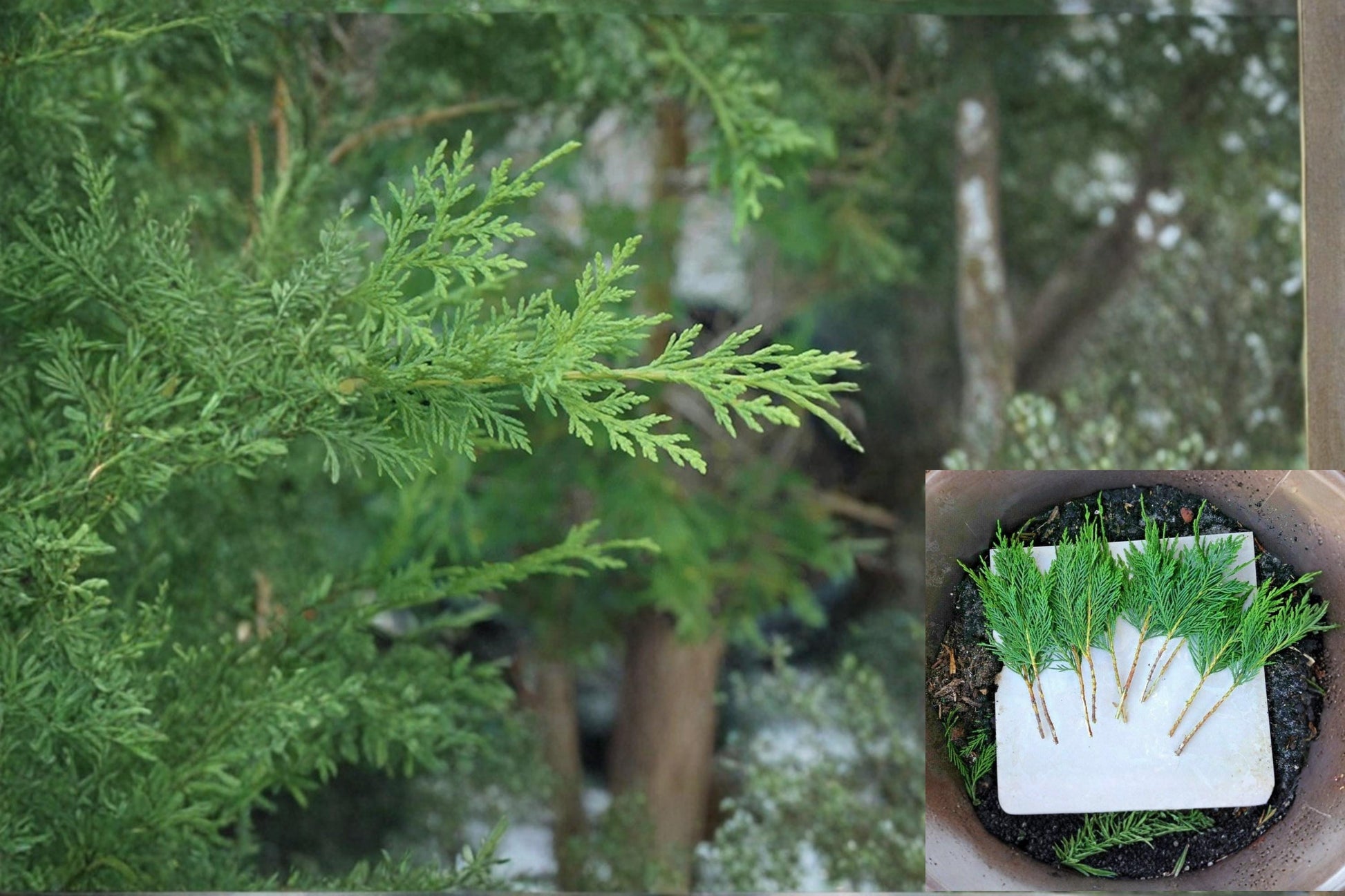 Grey Owl Spreading Juniper Cuttings – Unrooted Evergreen Shrub, 5-7 Inches, Juniperus virginiana, Drought Tolerant Groundcover