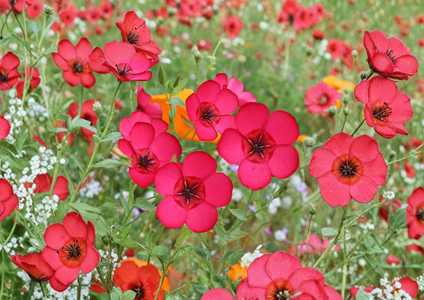 Scarlet Flax Seeds – Bright Red Annual Flower for Gardens & Borders (Linum grandiflorum rubrum)