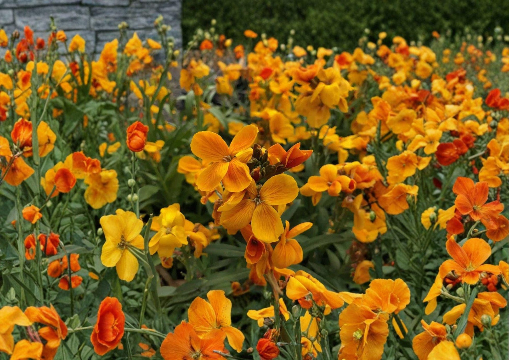 Siberian Wallflower Seeds – 100 Bright Orange Spring Flower Seeds for Borders & Gardens – Cheiranthus allionii