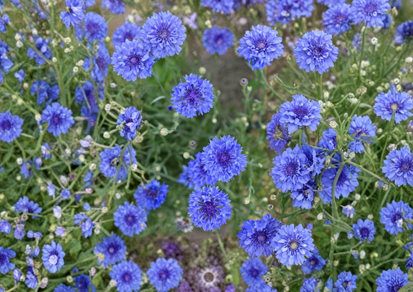 Blue Bachelor’s Button Seeds – 100 Cornflower (Centaurea cyanus) Annual for Borders, Wildflower Gardens, and Cut Flowers