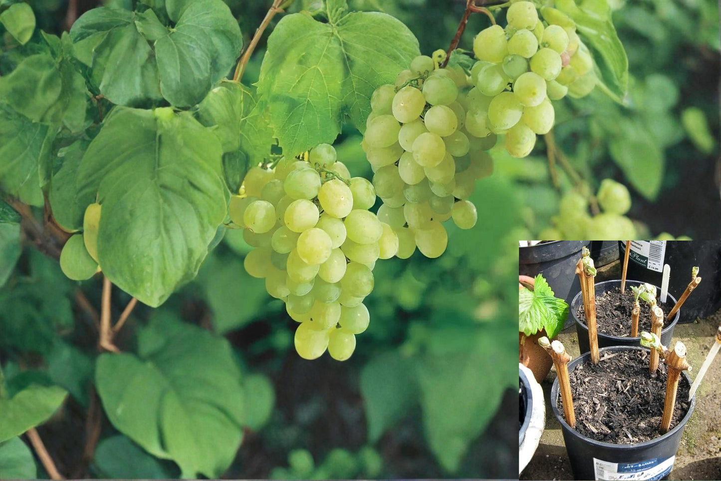 Thompson Seedless Grapevine Cuttings – 10 Fresh Vitis vinifera Climbing Vine for Home Gardens & Vineyards