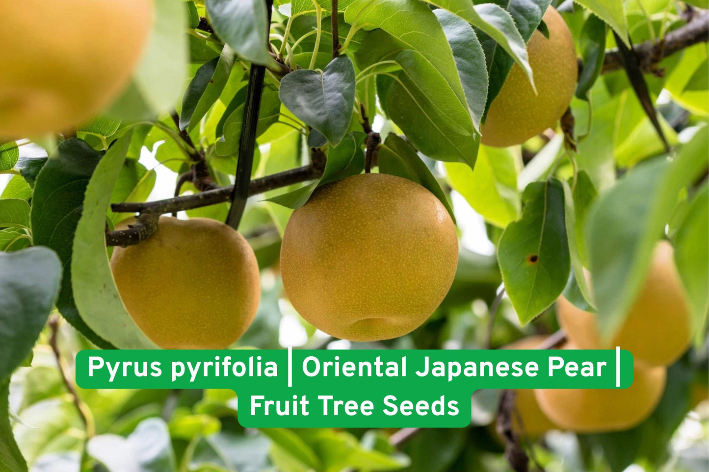 Asian Pear Seeds, Japanese Pear Seeds, Fruit Tree Seeds, Pyrus Pyrifolia Seeds, Edible Garden Seeds, Ornamental Fruit Tree, Spring Blooming Tree, Yellow Skinned Pear, Juicy White Flesh, Home Orchard Plant, Cold Stratification Seeds, Fruit Collector Seeds, Small Tree Seeds