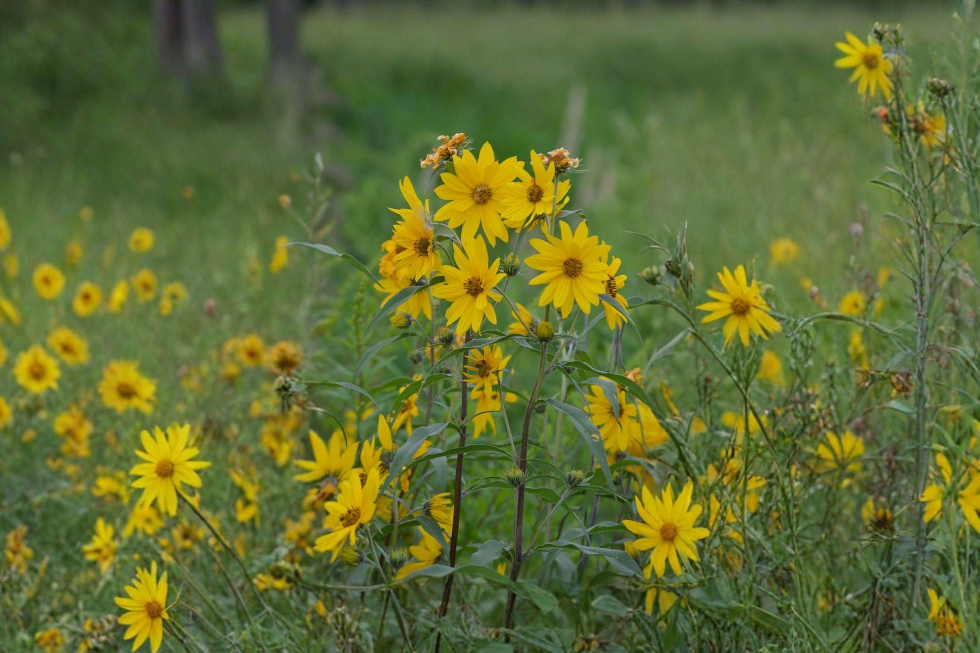 Maximilian's Sunflower Seeds – Tall Native Perennial for Gardens, Pollinator Habitat, Helianthus maximiliani, 100 Seeds