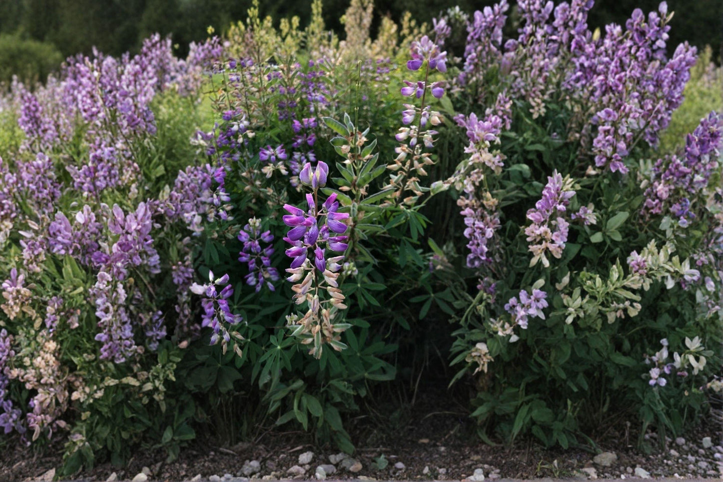 Lupine Riverbank Seeds – Native Wildflower for Pollinator Gardens, Moist Soils, Lupinus rivularis