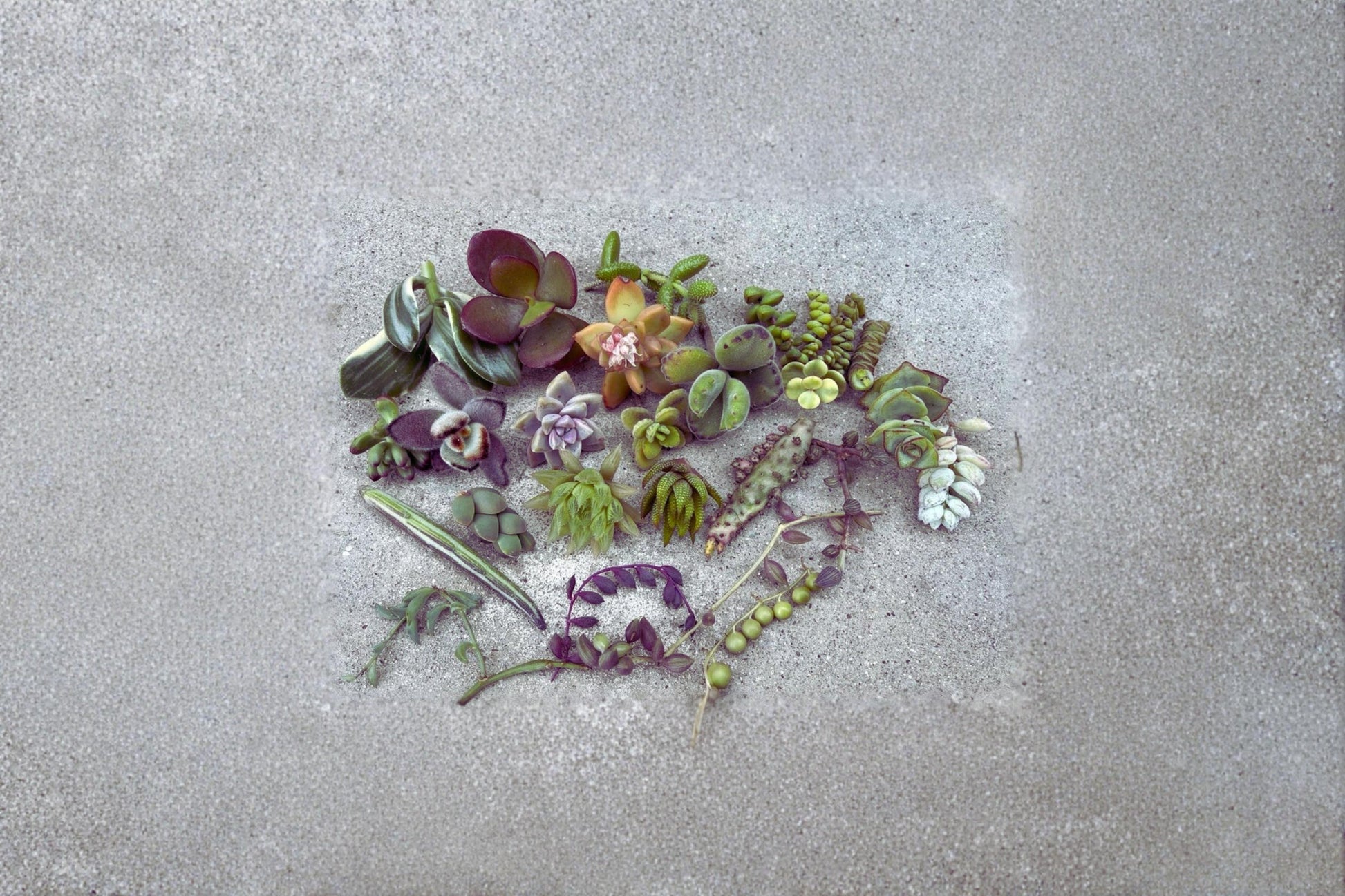 Assorted Succulent Cuttings Pack - 25 Unrooted Varieties for Indoor & Container Gardens, Drought Tolerant, Mixed Genera