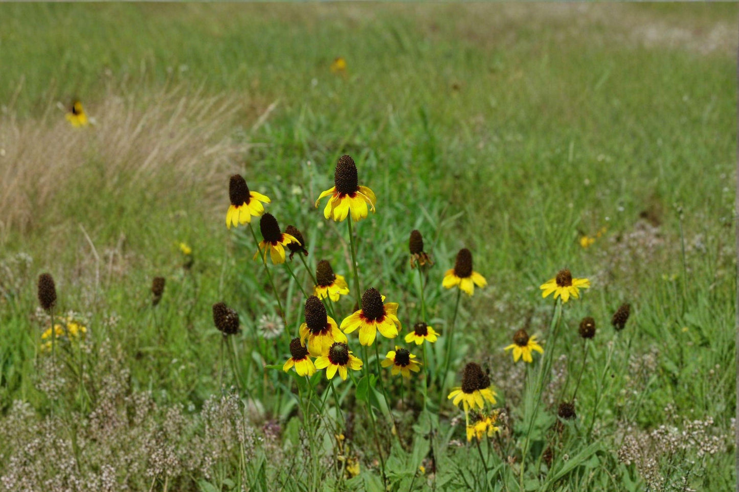 Clasping Coneflower Seeds – Native Rudbeckia amplexicaulis for Pollinator Gardens & Meadows, Bright Yellow Wildflower