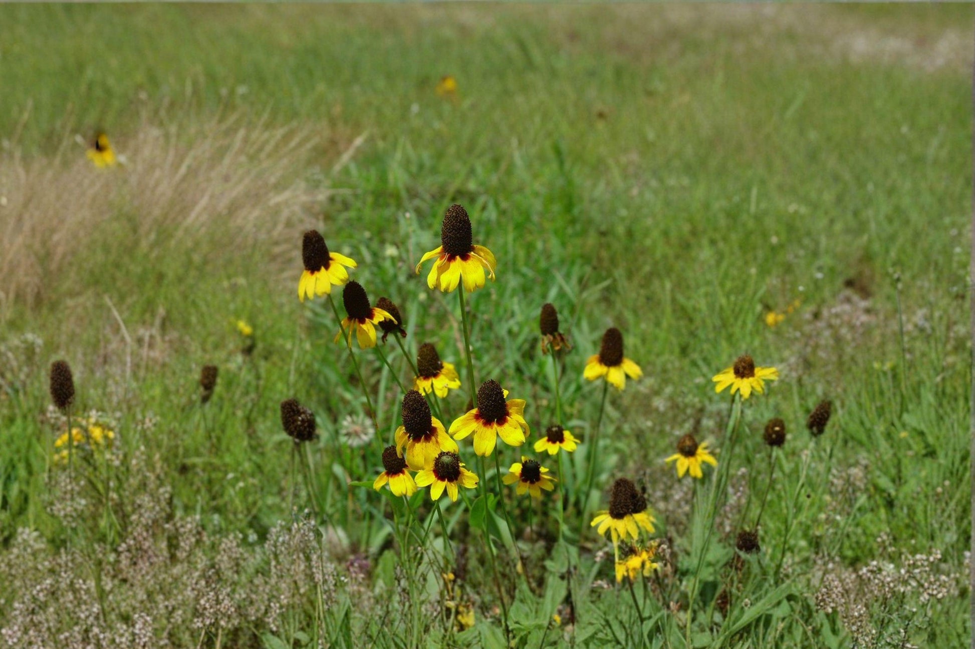 Clasping Coneflower Seeds – Native Rudbeckia amplexicaulis for Pollinator Gardens & Meadows, Bright Yellow Wildflower
